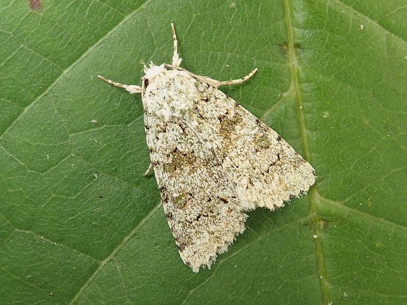 da identificare: Cryphia ??